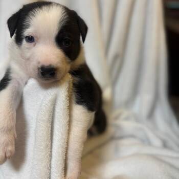 Shepherd and Yellow Labrador Retriever Dogs Available for Adoption - Marlon Brando | PetCurious