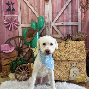 Creek -  Labradoodle and Goldendoodle Dog for Adoption - Creek | PetCurious
