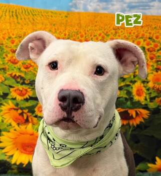 Pez -  Mixed Breed Dog for Adoption in Flint, Michigan - Pez | PetCurious