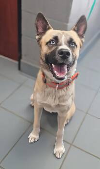 A457317 -  Mixed Breed Dog for Adoption in Nashville, Tennessee - A457317 | PetCurious
