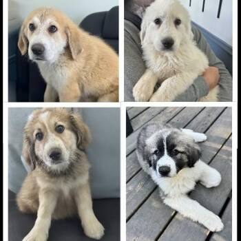 Great Pyrenees Dogs Available for Adoption in Roswell, Georgia - The Easter Litter | PetCurious