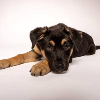 Birdie -  Husky and German Shepherd Dog Dog for Adoption in Hawkestone, Ontario - Birdie | PetCurious