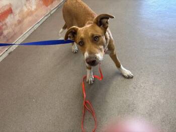 ARCHIE THOMAS -  Labrador Retriever and Mixed Breed Dog for Adoption in San Bernardino, California - ARCHIE THOMAS | PetCurious