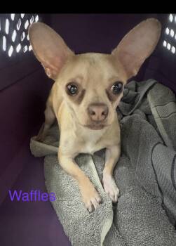 Chihuahua Dogs Available for Adoption - Waffles | PetCurious