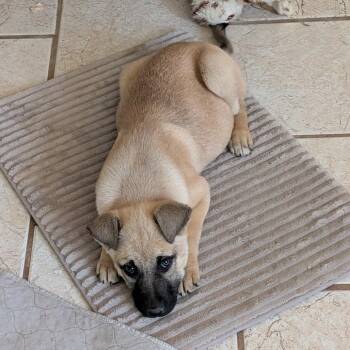 Anatolian Shepherd Dogs Available for Adoption - Juliet | PetCurious