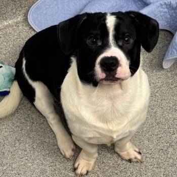 Chubby the Bear -  Beagle and French Bulldog Dog for Adoption in Naperville, Illinois - Chubby The Bear | PetCurious