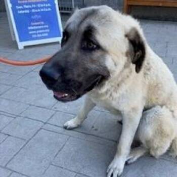 Anatolian Shepherd Dogs Available for Adoption in York, Pennsylvania - YORK-Stray-15325 | PetCurious