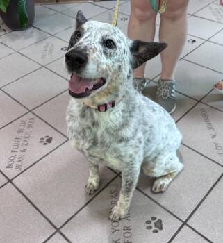 Blue -  Australian Cattle Dog Blue Heeler Dog for Adoption in Little Rock, Arkansas - Blue | PetCurious