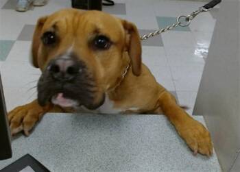 A476710 -  Boxer Dog for Adoption in Oklahoma City, Oklahoma - A476710 | PetCurious