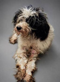 Lainey bonded w/ Lady -  Poodle and Mixed Breed Dog for Adoption in Bowling Green, Kentucky - Lainey Bonded W/ Lady | PetCurious