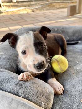 Pit Bull Terrier and Corgi Dogs Available for Adoption in Fullerton, California - Sheldon | PetCurious