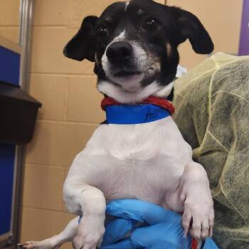 Poker -  Mixed Breed Dog for Adoption in Murray, Utah - Poker | PetCurious