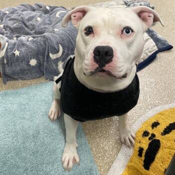 Elsa -  Pit Bull Terrier Dog for Adoption in Prince Frederick, Maryland - Elsa | PetCurious
