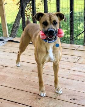 Rescue Boxer and Mixed Breed Dogs for Adoption in Evergreen, Colorado - Maximus | PetCurious