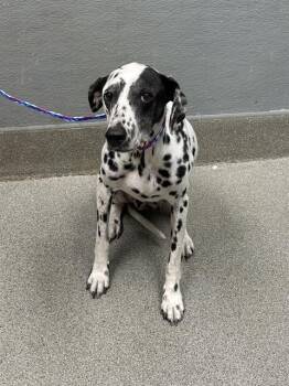 KIMI -  Dalmatian Dog for Adoption in Las Vegas, Nevada - KIMI | PetCurious