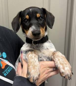 Red Robin -  Australian Cattle Dog Blue Heeler Dog for Adoption in Littleton, Colorado - Red Robin | PetCurious