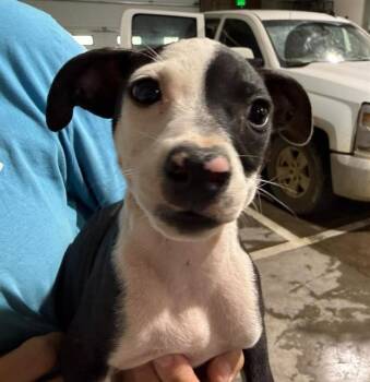 GEDDY LEE -  Pit Bull Terrier and Chihuahua Dog for Adoption in Colorado Springs, Colorado - GEDDY LEE | PetCurious
