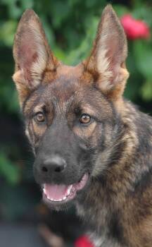 Rescue German Shepherd Dog Dogs for Adoption in Los Angeles, California - *Oliver Von Lucka | PetCurious