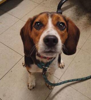 Beagle and Mixed Breed Dogs Available for Adoption in Hobart, Indiana - Todd | PetCurious