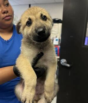 German Shepherd Dog and Mixed Breed Dogs Available for Adoption in Stockton, California - LUIGI | PetCurious