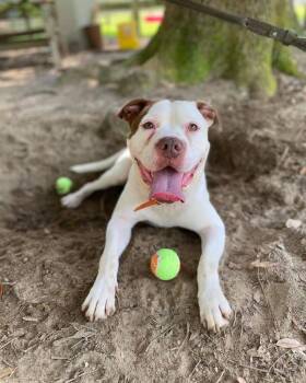 Henry -  American Bulldog Dog Available for Adoption in Milton, Florida - Henry | PetCurious