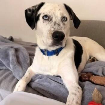 Luke -  Catahoula Leopard Dog Dog for Adoption in Farmington, Connecticut - Luke | PetCurious