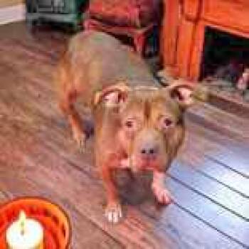 Rescue Pit Bull Terrier Dogs for Adoption in Portsmouth, Ohio - Tommy | PetCurious