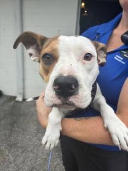Dream -  Mixed Breed Dog for Adoption in Gainesville, Florida - Dream | PetCurious