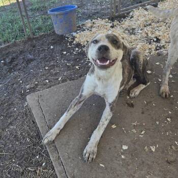 Mixed Breed Dogs Available for Adoption in Waggaman, Louisiana - Finn | PetCurious