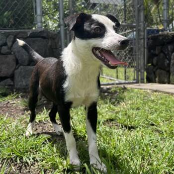 Sparkle -  Mixed Breed Dog for Adoption in Keaau, Hawaii - Sparkle | PetCurious
