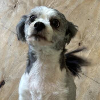 Godiva -  Shih Tzu Dog for Adoption in Liverpool, Texas - Godiva | PetCurious