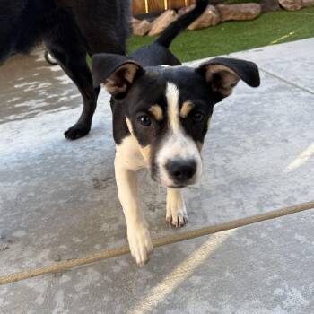 WHISKEY -  Chihuahua and Miniature Pinscher Dog for Adoption in Trabuco Canyon, California - WHISKEY | PetCurious