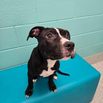 Swiss -  Pit Bull Terrier Dog for Adoption in Greenville, South Carolina - Swiss | PetCurious