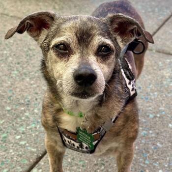 Rescue Chihuahua Dogs for Adoption in San Francisco, California - Ace 13221 | PetCurious