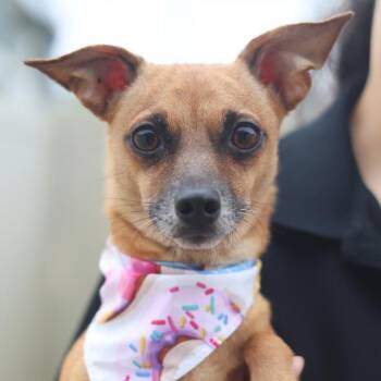 A813431 -  Chihuahua Dog for Adoption in San Antonio, Texas - A813431 | PetCurious