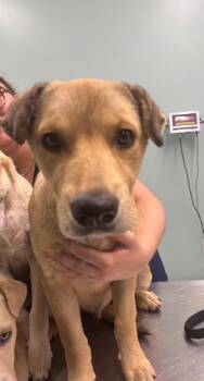 Muttley -  Terrier Dog for Adoption in Athens, Tennessee - Muttley | PetCurious