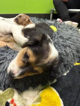 Reign -  Mixed Breed Dog for Adoption in Osseo, Michigan - Reign | PetCurious