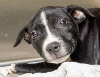 Labrador Retriever and Mixed Breed Dogs Available for Adoption in St. Louis, Missouri - FARAH | PetCurious