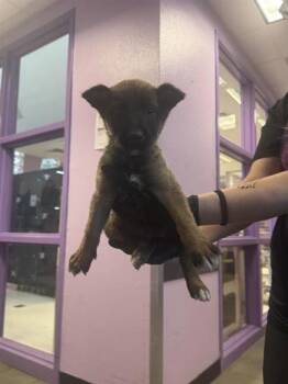Rescue Belgian Shepherd Sheepdog and Mixed Breed Dogs for Adoption in El Paso, Texas - 59820561 | PetCurious