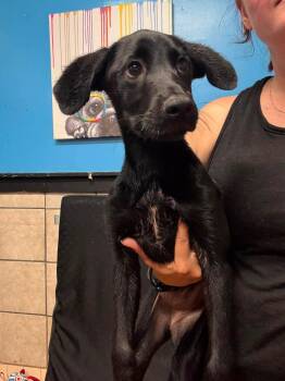 Hillary -  Mixed Breed Dog for Adoption in Huntsville, Alabama - Hillary | PetCurious