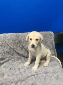 Laverne -  Labrador Retriever Dog for Adoption in Wolcott, Connecticut - Laverne | PetCurious