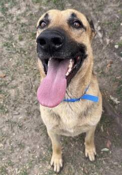 German Shepherd Dog and Mixed Breed Dogs Available for Adoption - DUDLEY | PetCurious