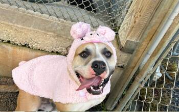 Rescue Pit Bull Terrier Dogs for Adoption in Blue Ridge, Georgia - Dandy | PetCurious