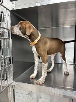 Blue -  Pointer Dog for Adoption in Marietta, Georgia - Blue | PetCurious