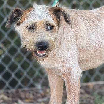Hank -  Australian Cattle Dog Blue Heeler Dog for Adoption in Madisonville, Texas - Hank | PetCurious
