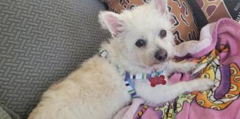 Florence -  Terrier and Poodle Dog for Adoption in San Diego, California - Florence | PetCurious