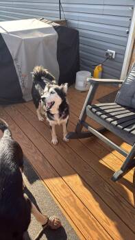 Glacier -  Siberian Husky Dog for Adoption in York, Pennsylvania - Glacier | PetCurious