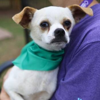 Chihuahua Dogs Available for Adoption in San Antonio, Texas - PEEWEE | PetCurious