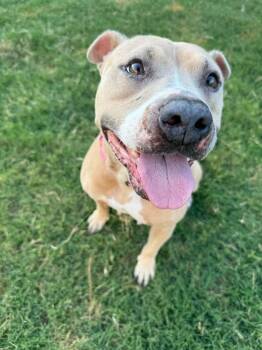 ELLIE -  American Staffordshire Terrier Dog for Adoption in Richmond, Texas - ELLIE | PetCurious