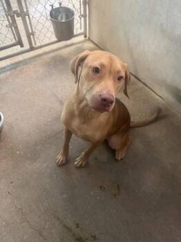 Betsey -  Mixed Breed Dog for Adoption in Sorrento, Louisiana - Betsey | PetCurious